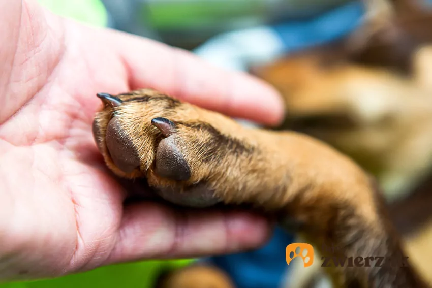 Co powstrzymuje Polaków przed adopcją zwierząt? Mars publikuje nowe badanie i wspólnie z Towarzystwem Opieki nad Zwierzętami w Polsce organizuje Weekend Adopcji