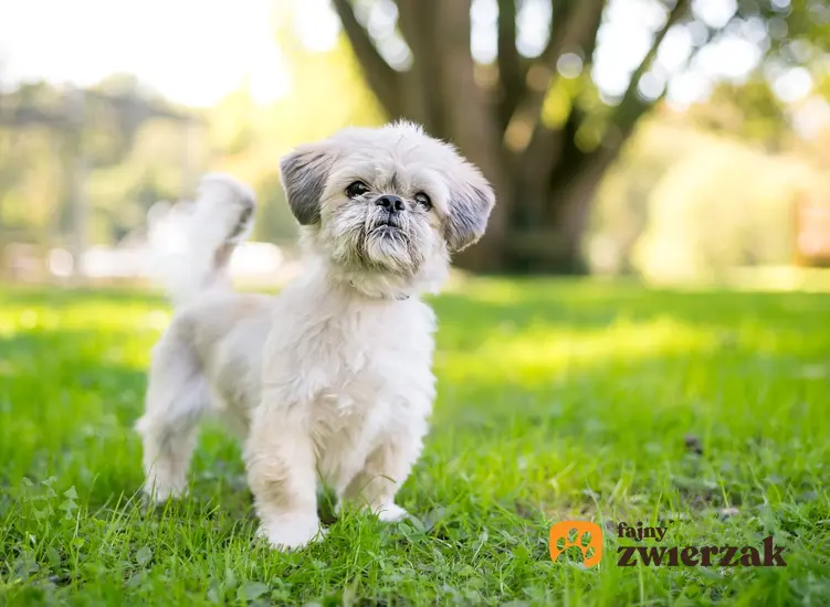 Pies rasy shih tzu w czasie spaceru na trawniku, a także usposobienie shih tzu i charakter