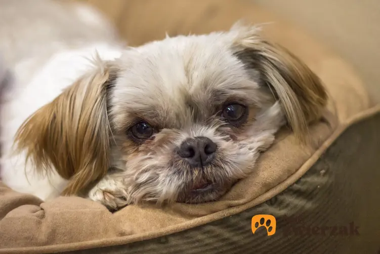 Pies rasy shih tzu leżący spokojnie na sofie, a także usposobienie shih tzu i charakter
