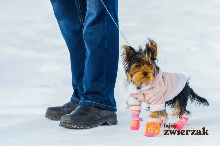 Pies rasy york na śniegu w bucikach, a także polecane buty dla yroka na lato i zimę