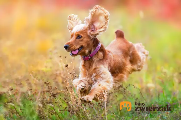 Pies rasy cocker spaniel biegający po trawie, a także cocker spaniel miniaturka