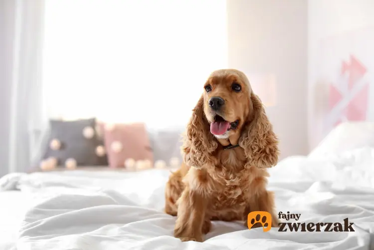 Pies rasy cocker spaniel siedzący w sypialni na łóżku, a także cocker spaniel miniaturka