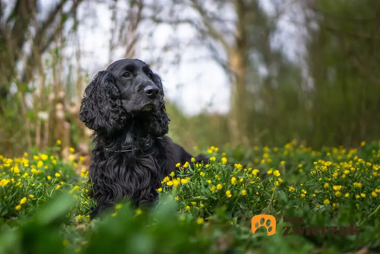 Pies rasy czarny cocker spaniel siedzący na trawie w żółtych kwiatach, a także jego charakter i usposobienie