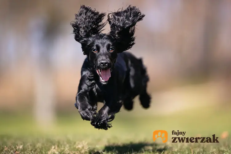 Pies rasy czarny cocker spaniel biegający po trawie podczas spaceru, a także jego charakter i wychowanie