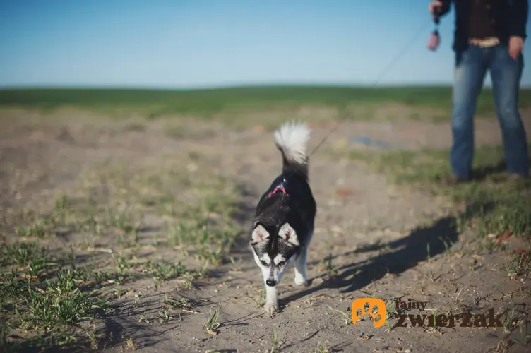 Pies rasy husky podczas spaceru na smyczy z właścicielem, a także informacje o husky miniaturka