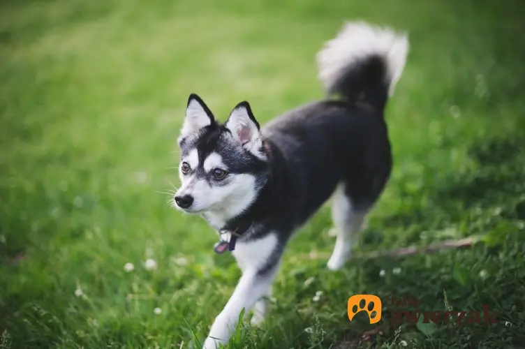 Pies rasy husky specerujący po trawie, a także husky miniaturka krok po kroku
