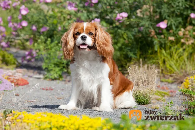 Pies rasy cavalier king charles spaniel siedzący w ogrodzie wśród kwiatów, a także cena cavalier king charles spaniela