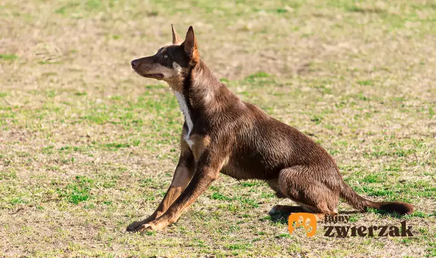 Kelpie siedzący na trawie