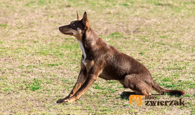 Pies rasy owczarek australijski kelpie siedzący na trawie, a także jego opis i usposobienie