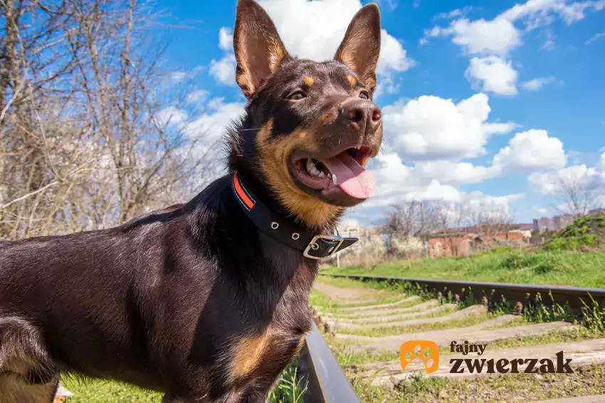 Owczarek australijski kelpie na spacerze