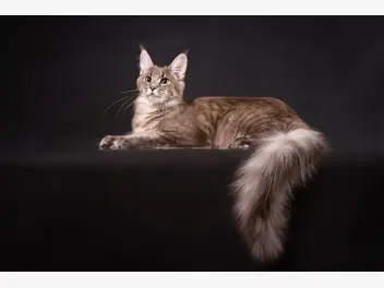 Ilustracja artykułu prawdziwy charakter maine coon – co wyróżnia go spośród innych kotów?