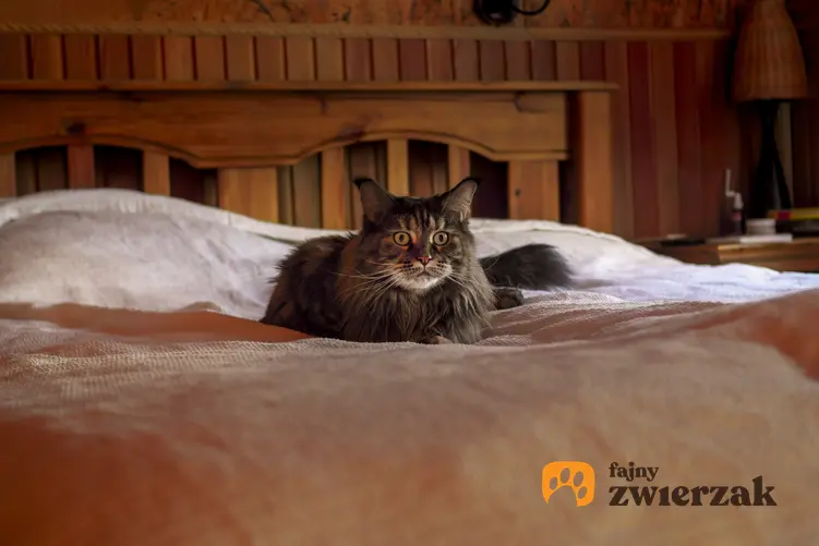 Kot rasy maine coon leżący na dużym łóżku, a także średnia długość życia maine coon