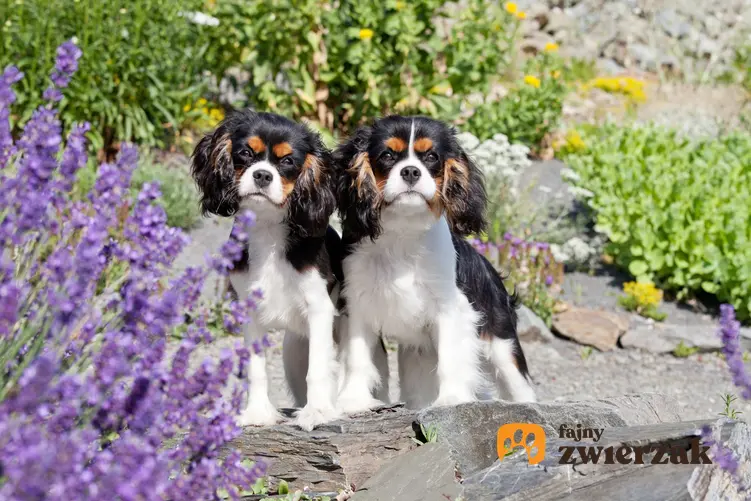 Dwa psy rasy cavalier king charles spaniel wśród kwiatów w ogrodzie oraz hodowla cavalier king charles spanieli