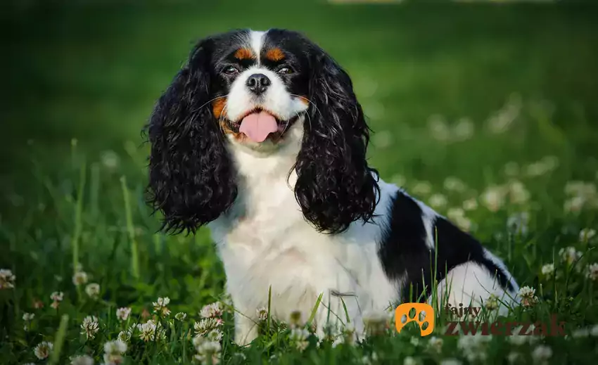 Cavalier king charles w trawie