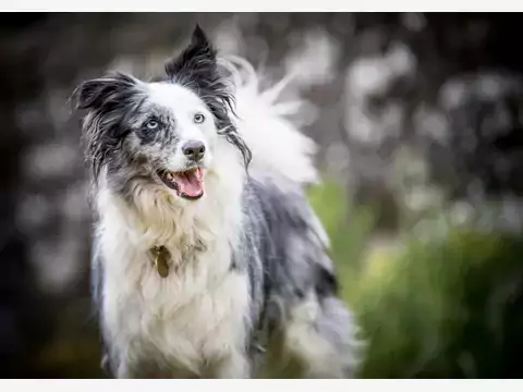 Owczarek australijski Blue Merle - cechy