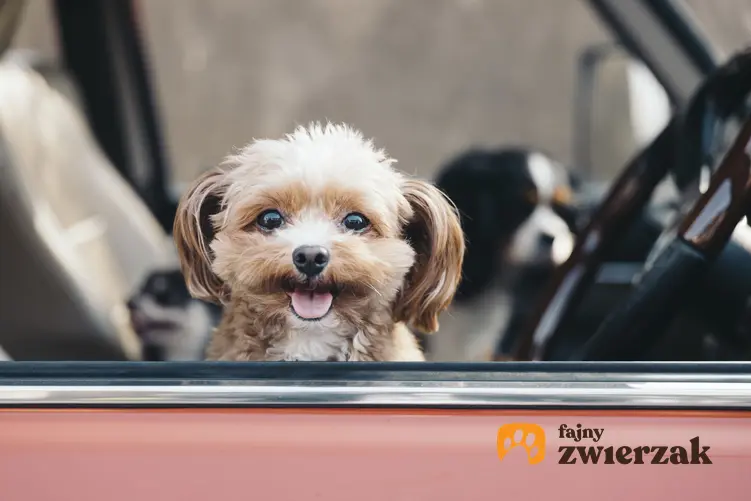 Mały pies siedzący w samodzie i wyglądający przez okno oraz najmniejsze rasy psów znane w Polsce