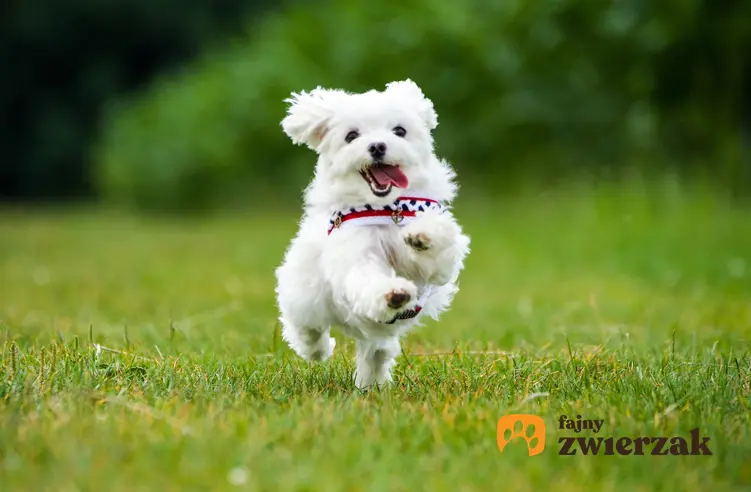 Pies rasy maltańczyk biegający po trawniku, a także najmniejsze rasy psów znane w Polsce
