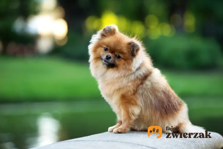 Pies rasy szpic miniaturowy siedzący nad wodą, a także najmniejsze rasy psów znane w Polsce