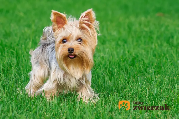 Pies rasy yorkshiere terrier stojący na trawniku, a także najmniejsze rasy psów znane w Polsce