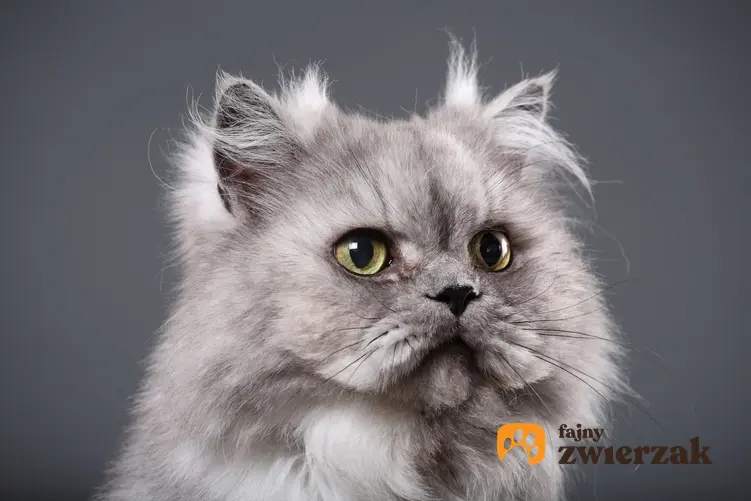 Szary kot perski na szarym tle, a także cena kota perskiego, ich kupno i wychowanie