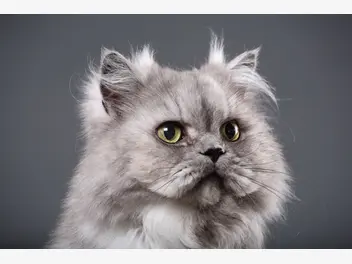 Ilustracja artykułu ceny kotów perskich. sprawdzamy, ile kosztuje kot z rodowodem