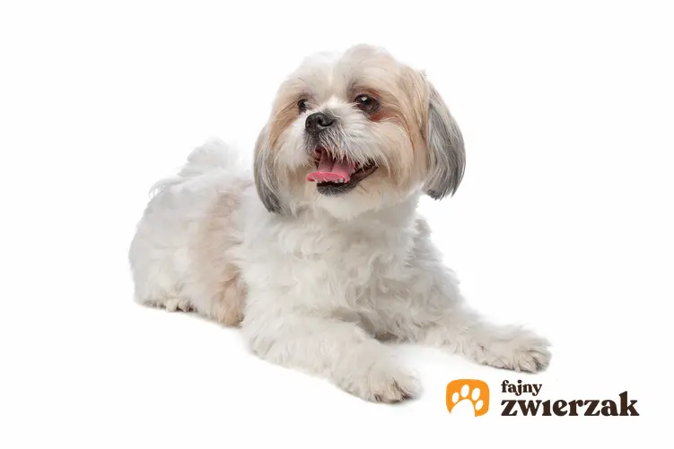 Pies rasy shih tzu na białym tle, a także najlepsza hodowla shih tzu w Polsce