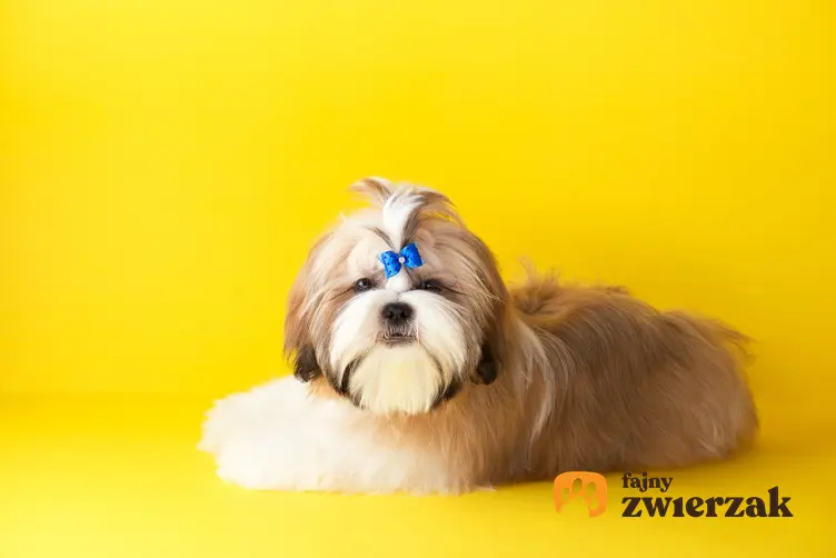 Pies rasy shih tzu z ciekawą fryzurą na żółtym tle, a także polecane fryzury dla shih tzu