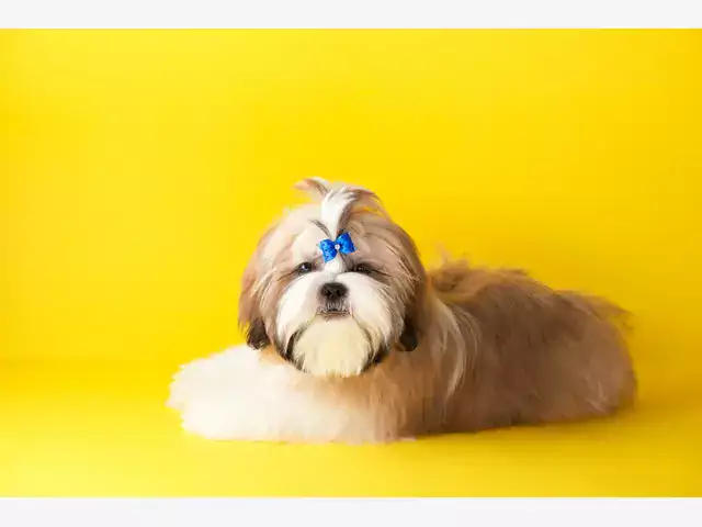 Top 3 fryzury dla Shih Tzu