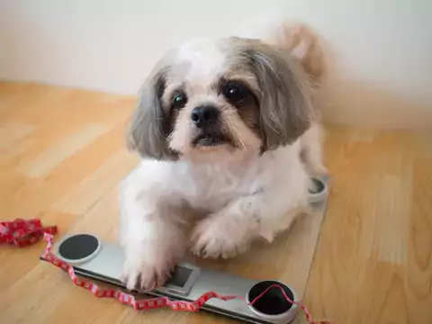 Prawidłowa waga Shih Tzu