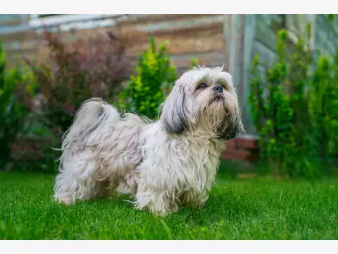 Shih Tzu: zalety i wady