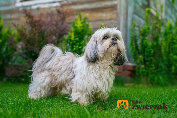 Pies rasy shih tzu na podwórku na trawniku, a także opinie o shih tzu i jego charakter