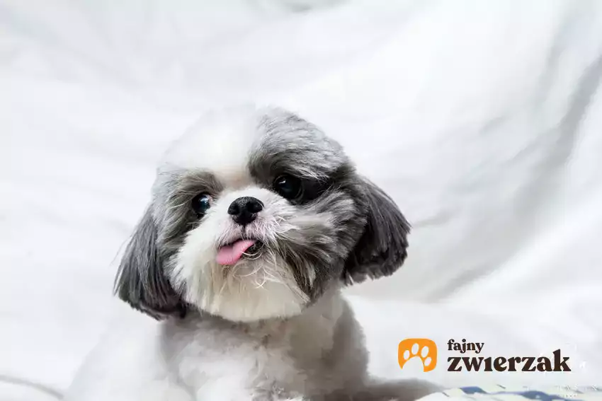 Shih tzu w pościeli