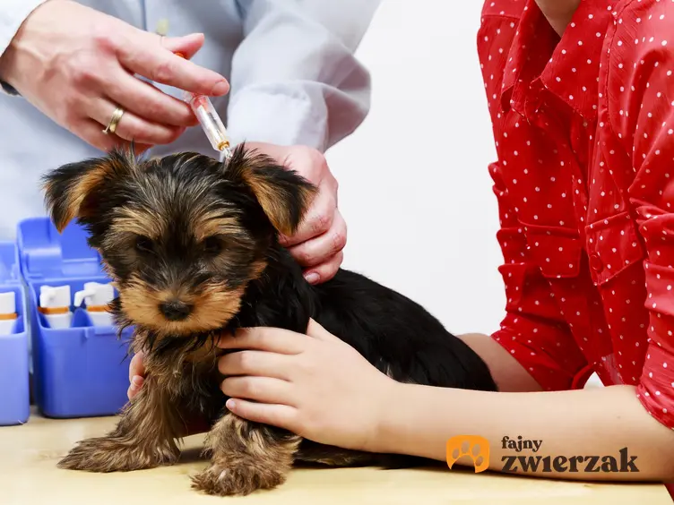 Pies podczas szczepienia u weterynarza, a także szczepienia szczeniaka krok po kroku