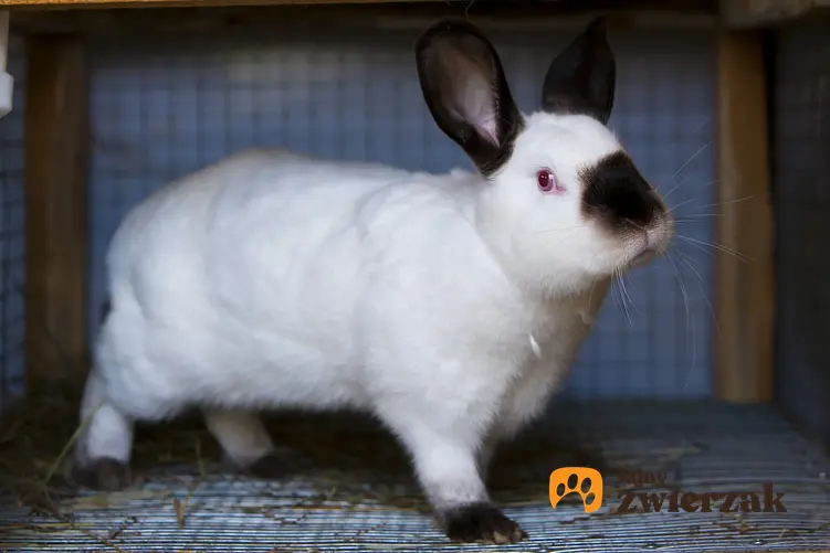Duży biały królik kalifornijski z czarnymi uszami, a także jego sprzedaż i hodowla