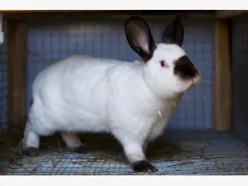 Ilustracja artykułu królik kalifornijski – opis, charakter, żywienie, porady praktyczne
