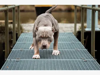 Ilustracja artykułu opinie o psie pitbull – zobacz, co mówią właściciele i hodowcy
