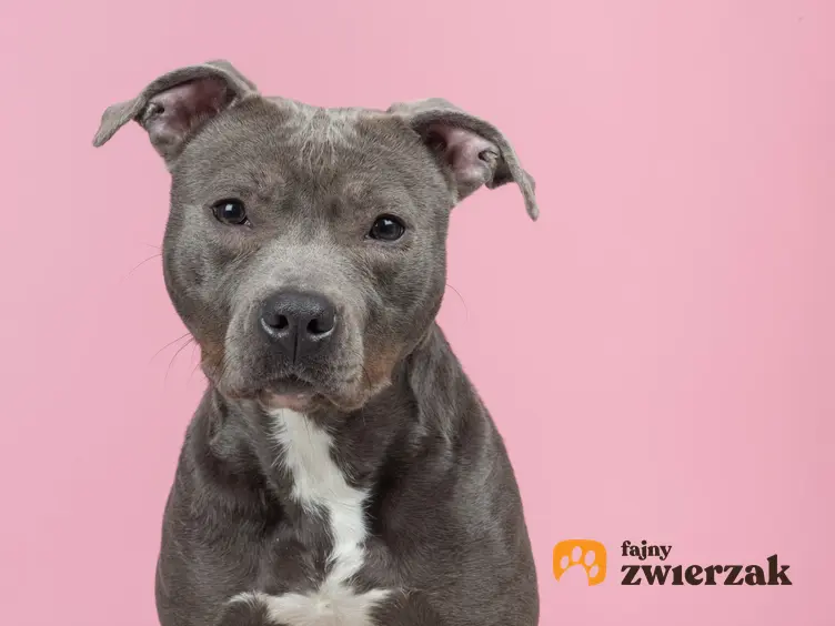 Pies rasy pitbull na różowym tle oraz opinie o psie pitbull, czyli jego usposobienie krok po kroku