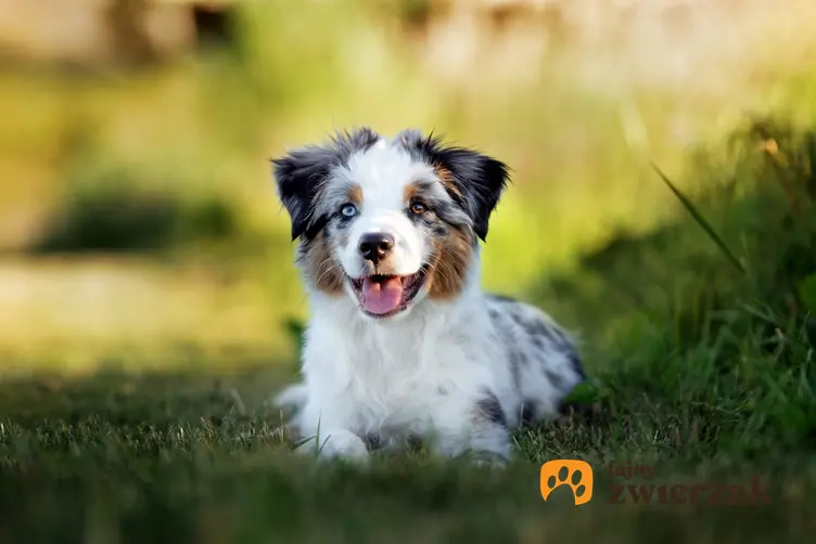Pies rasy owczarek ustralijski szczeniak siedzący w trawie, a także charakter owczarka australijskiego