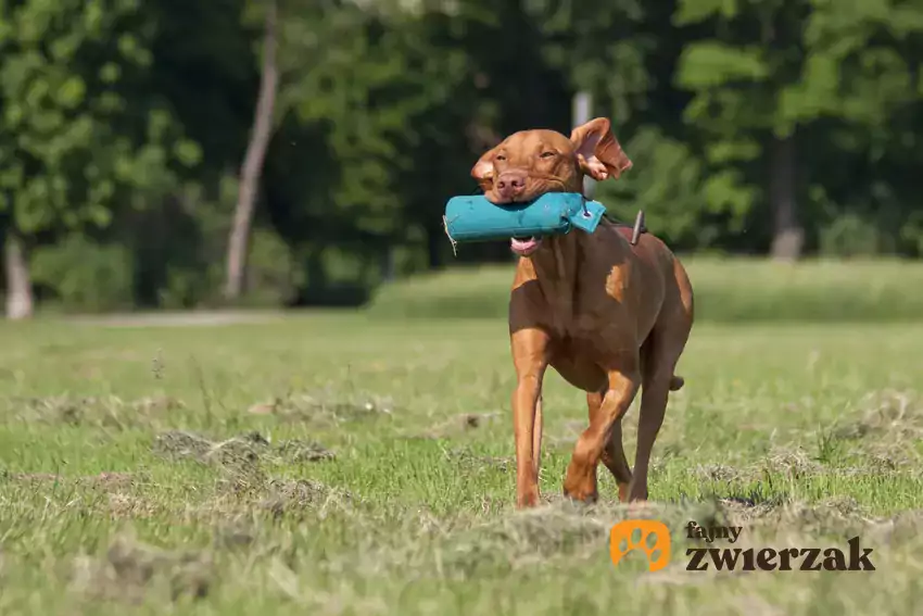 Pies z zabawką w pysku