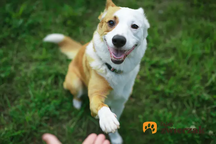 Pies podający łapę właścicielowi na tle zielonej trawy, a także jak nauczyć psa posłuszeństwa