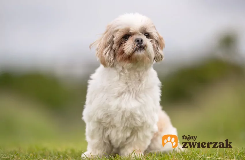 Shih tzu na świeżym powietrzu