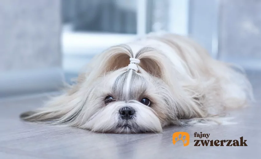 Shih tzu z kitką leżący