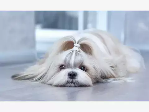 Choroby shih tzu: objawy i leczenie