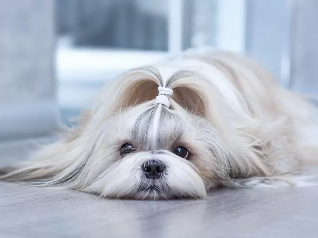 Choroby shih tzu: objawy i leczenie