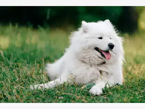 Samojed – charakterystyka i wychowanie