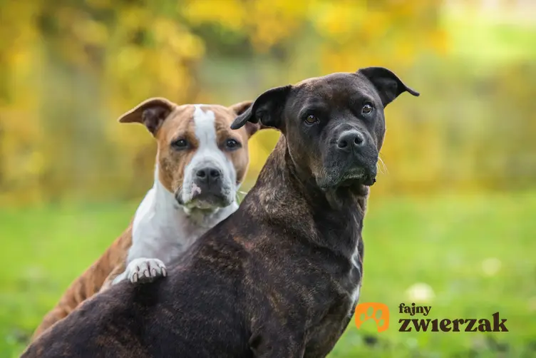 Psy rasy amerykański staffordshire terier podczas spaceru na tle zieleni oraz ich charakter