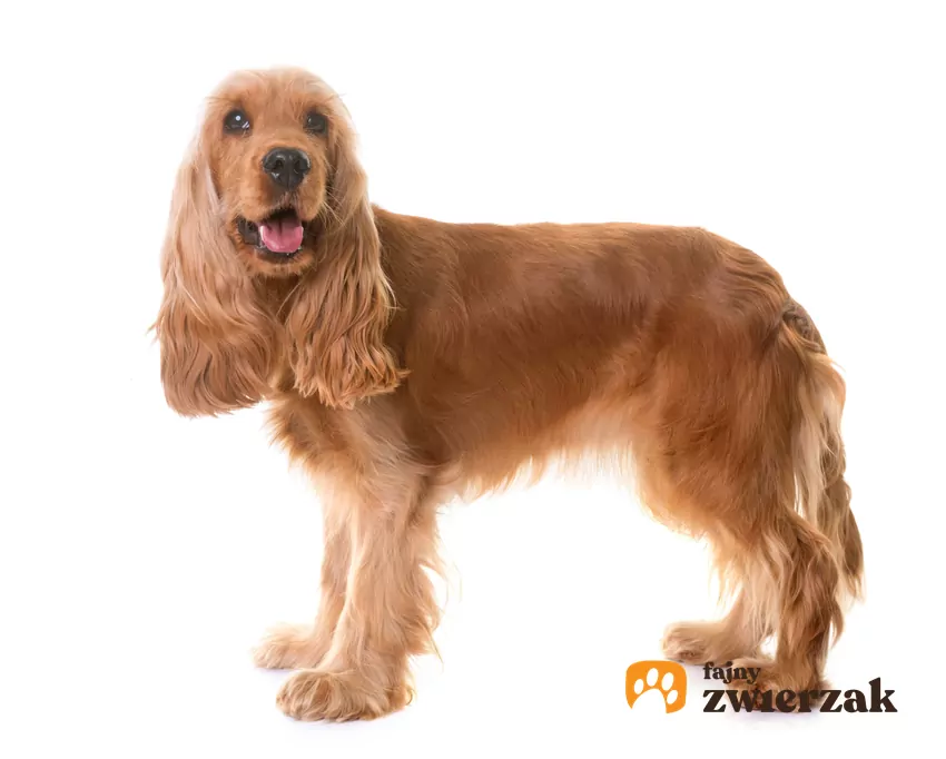 Cocker spaniel angielski na tle