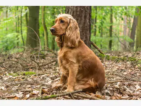 Cocker Spaniel Angielski: charakterystyka, żywienie, wychowanie