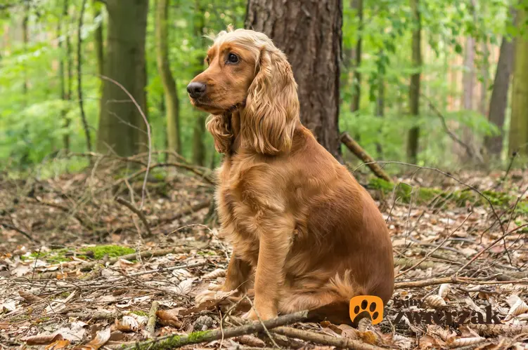Pies rasy cocker spaniel angielski siedzący w lesie, a także jego charakter i cena