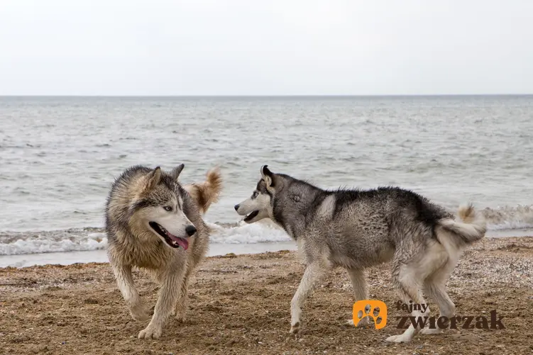 Dwa psy bawiące się nad brzegiem morza, a także cieczka u psa suczki krok po kroku